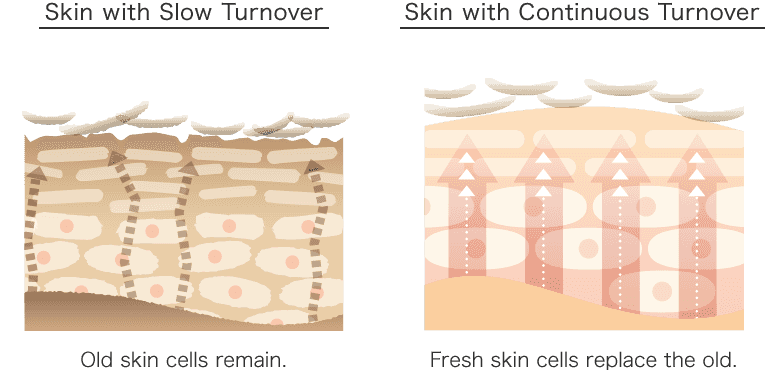 Fresh skin cells replace the old