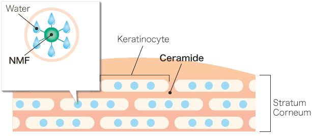 What is NMF (Natural Moisturizing Factor) ?