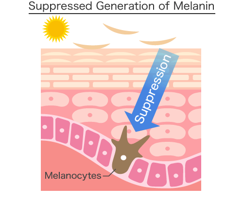 Suppressed Generation of Melanin