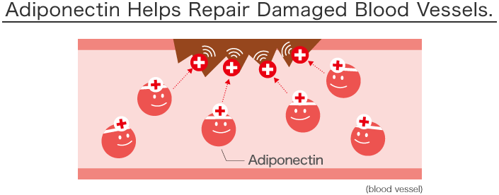 Adiponectin Helps Repair Damaged Blood Vessels.