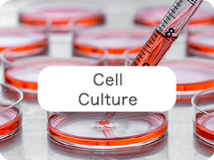 Cell Culture