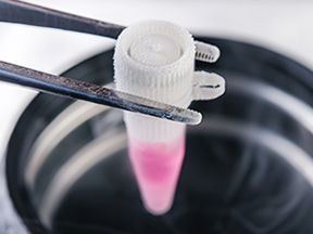 Cryopreservation of iPS Cells