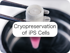 Cryopreservation of iPS Cells