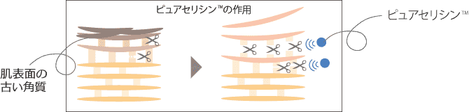 酵素（プロテアーゼ）を活性化