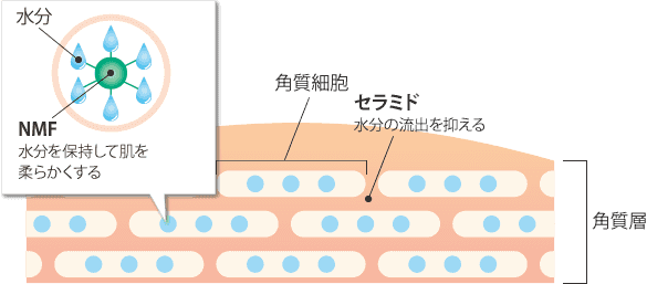 酵素（プロテアーゼ）を活性化