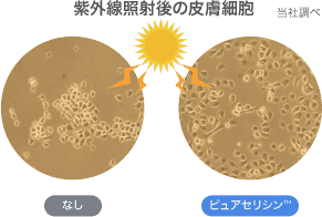 紫外線照射後の皮膚細胞