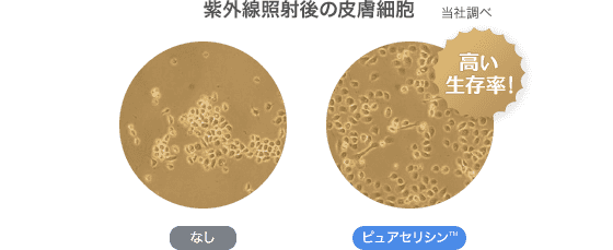 紫外線照射後の皮膚細胞