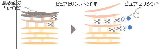 酵素（プロテアーゼ）を活性化