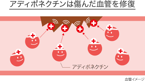 Adiponectin Helps Repair Damaged Blood Vessels.