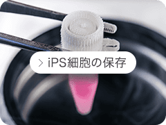 Cryopreservation of iPS Cells